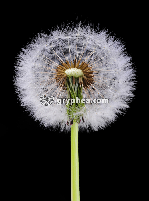 Pissenlit (Taraxacum officinale) - Akènes à aigrettes (vue d'ensemble) - gryphea.com
